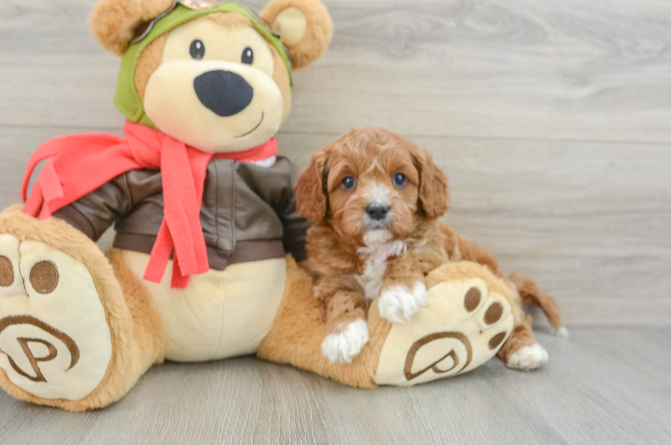 5 week old Cavapoo Puppy For Sale - Premier Pups