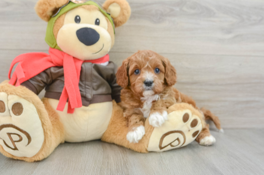 Playful Cavapoodle Poodle Mix Puppy