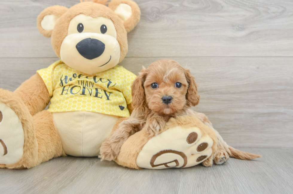 5 week old Cavapoo Puppy For Sale - Premier Pups