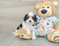 7 week old Cavapoo Puppy For Sale - Premier Pups