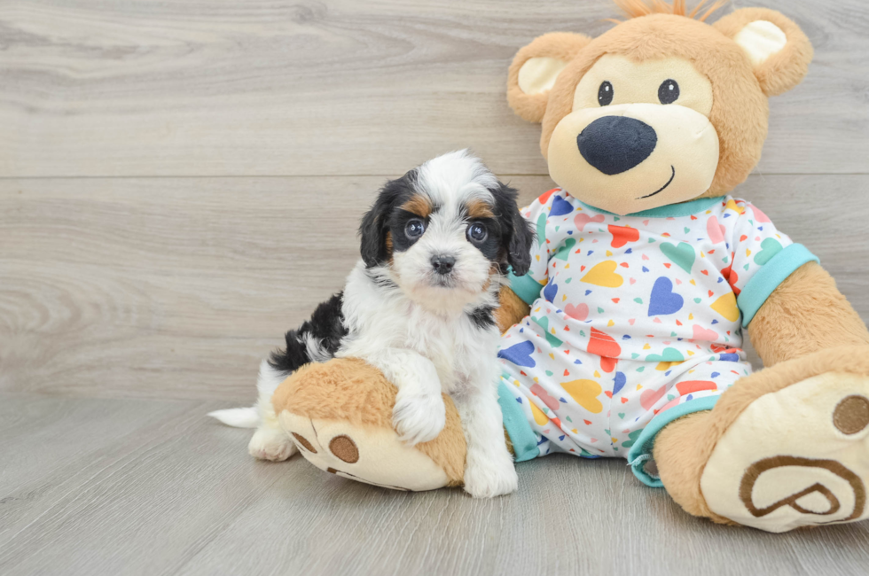 6 week old Cavapoo Puppy For Sale - Premier Pups