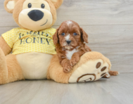 8 week old Cavapoo Puppy For Sale - Premier Pups