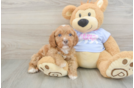Best Cavapoo Baby