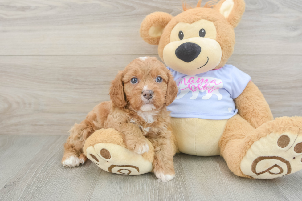 Best Cavapoo Baby