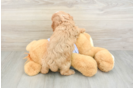 Best Cavapoo Baby