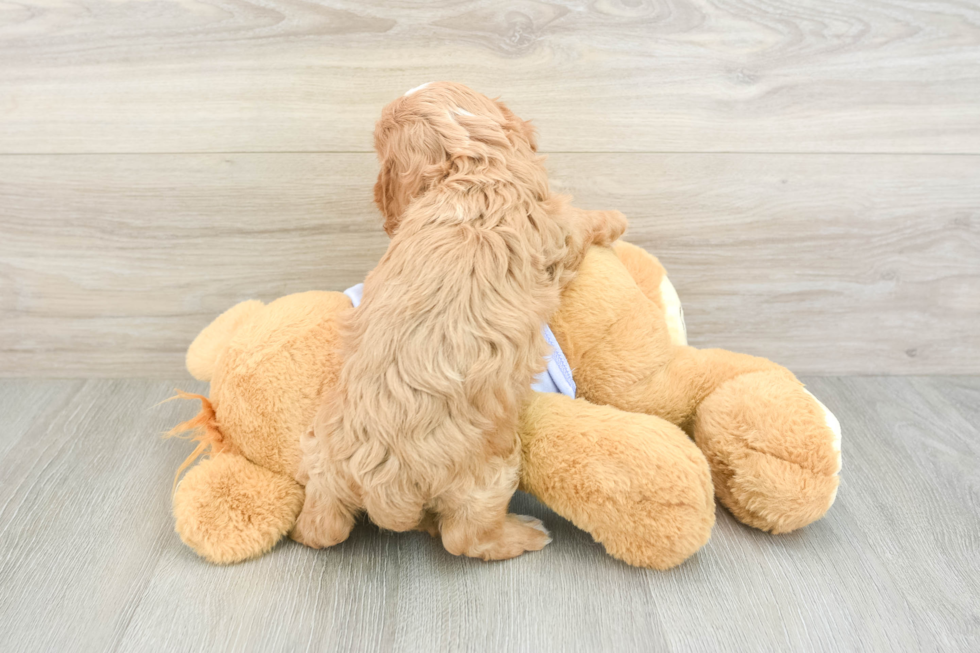 Best Cavapoo Baby