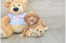 Cavapoo Pup Being Cute