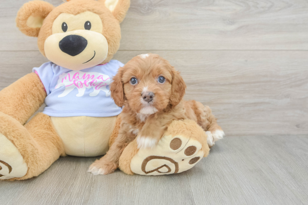 Cavapoo Pup Being Cute