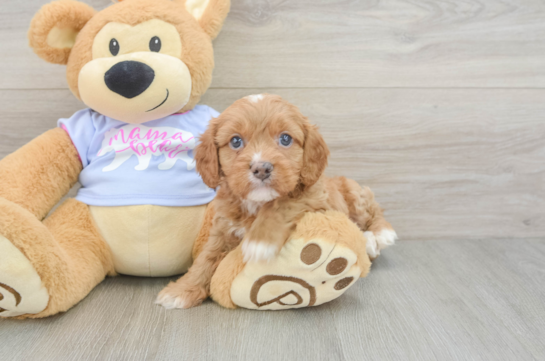 Cavapoo Pup Being Cute