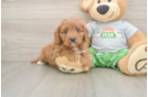 Sweet Cavapoo Baby