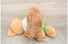 Cavapoo Pup Being Cute