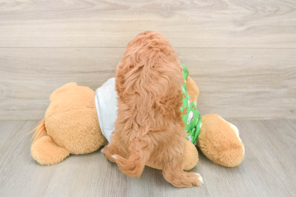 Cavapoo Pup Being Cute