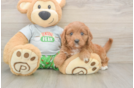 Cavapoo Pup Being Cute