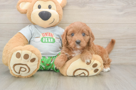 Cavapoo Pup Being Cute