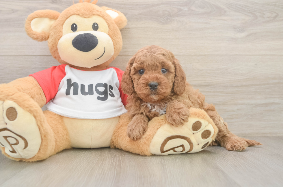 6 week old Cavapoo Puppy For Sale - Premier Pups