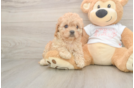 Cavapoo Puppy for Adoption