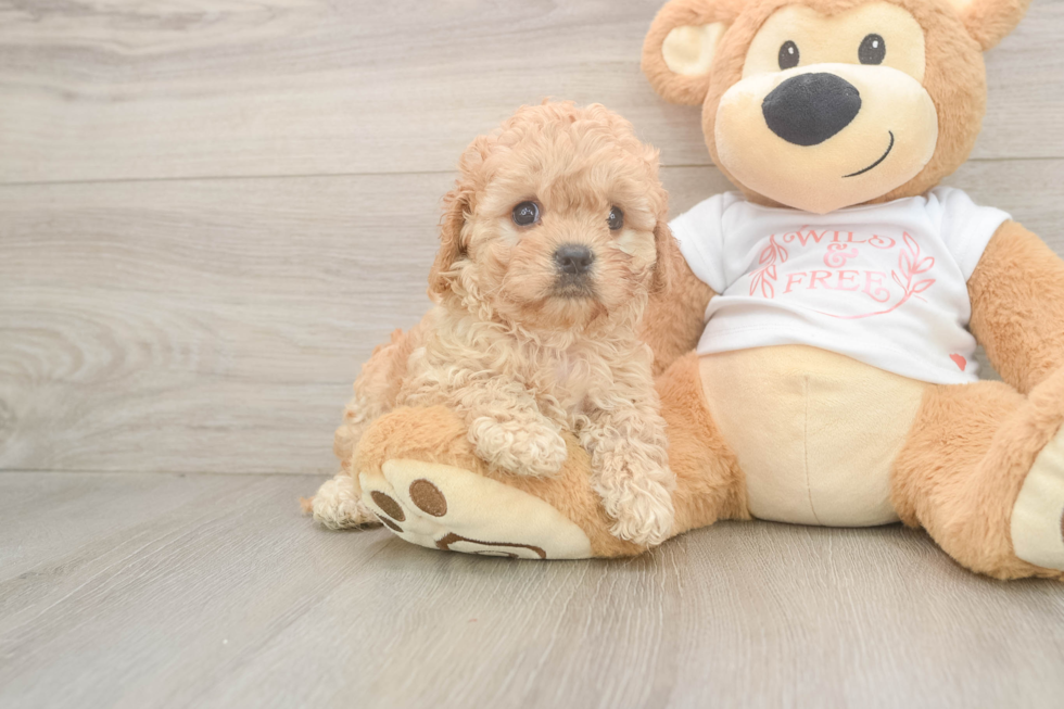 Cavapoo Puppy for Adoption