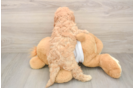 Fluffy Cavapoo Poodle Mix Pup