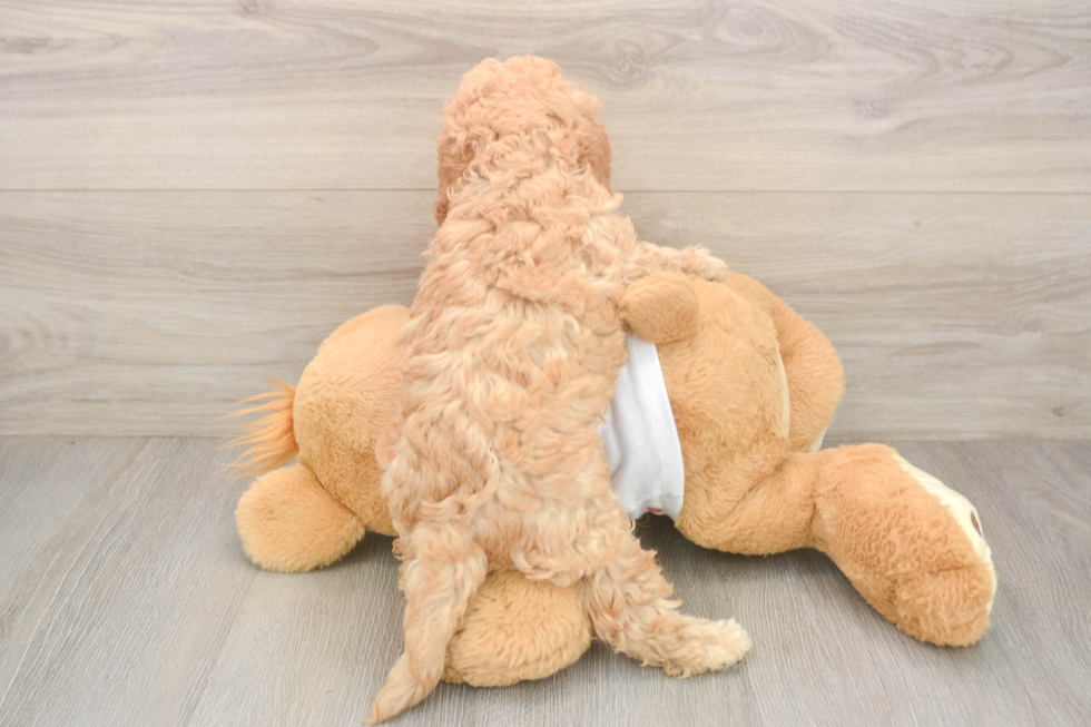 Fluffy Cavapoo Poodle Mix Pup
