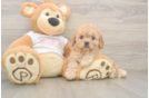 Cavapoo Puppy for Adoption