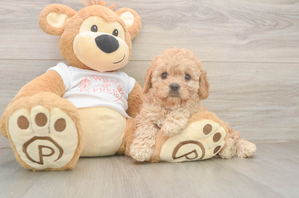5 week old Cavapoo Puppy For Sale - Premier Pups