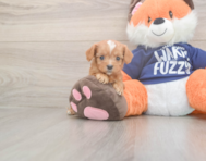 9 week old Cavapoo Puppy For Sale - Premier Pups