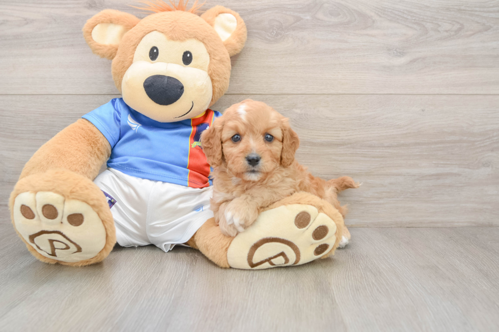 Cavapoo Puppy for Adoption