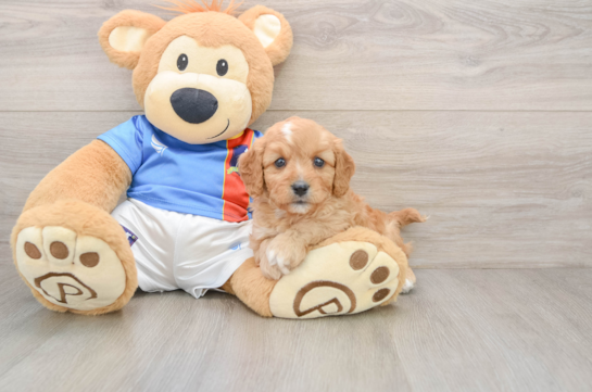 Cavapoo Puppy for Adoption