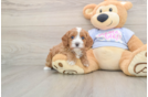 Adorable Cavalier King Charles Spaniel and Poodle Mix Poodle Mix Puppy