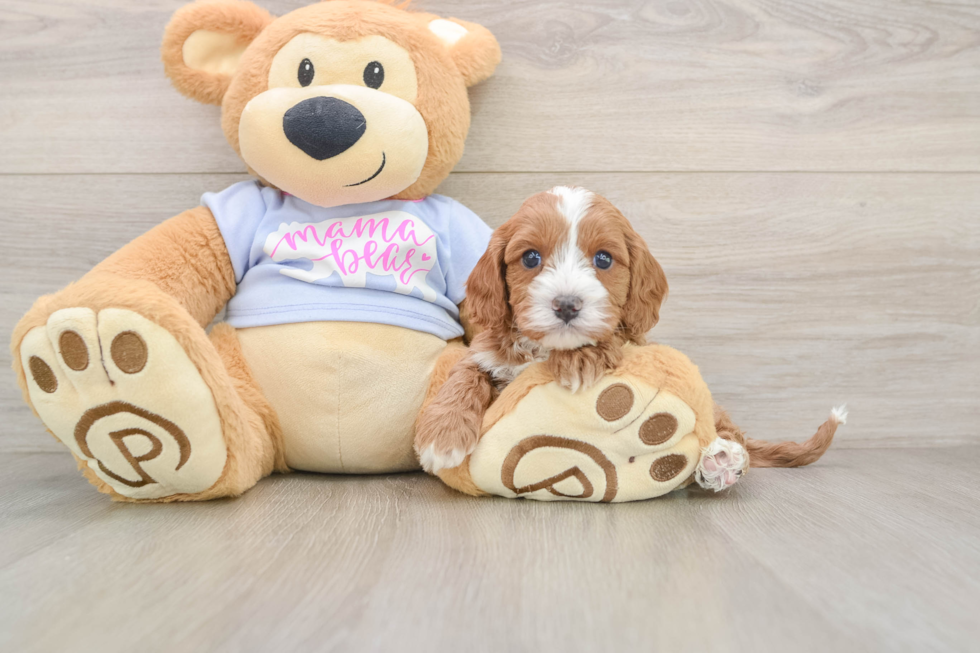 Popular Cavapoo Poodle Mix Pup