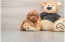 Cavapoo Puppy for Adoption