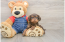 Cavapoo Puppy for Adoption