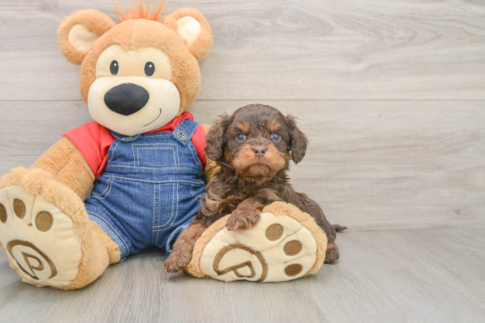 Cavapoo Puppy for Adoption