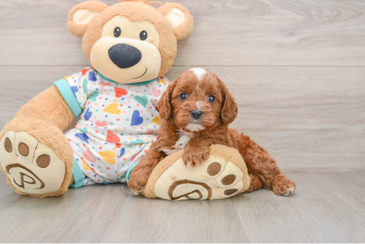 Cavapoo Puppy for Adoption