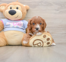 7 week old Cavapoo Puppy For Sale - Premier Pups