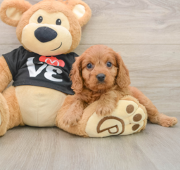6 week old Cavapoo Puppy For Sale - Premier Pups