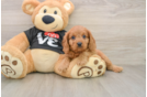 Cavapoo Puppy for Adoption