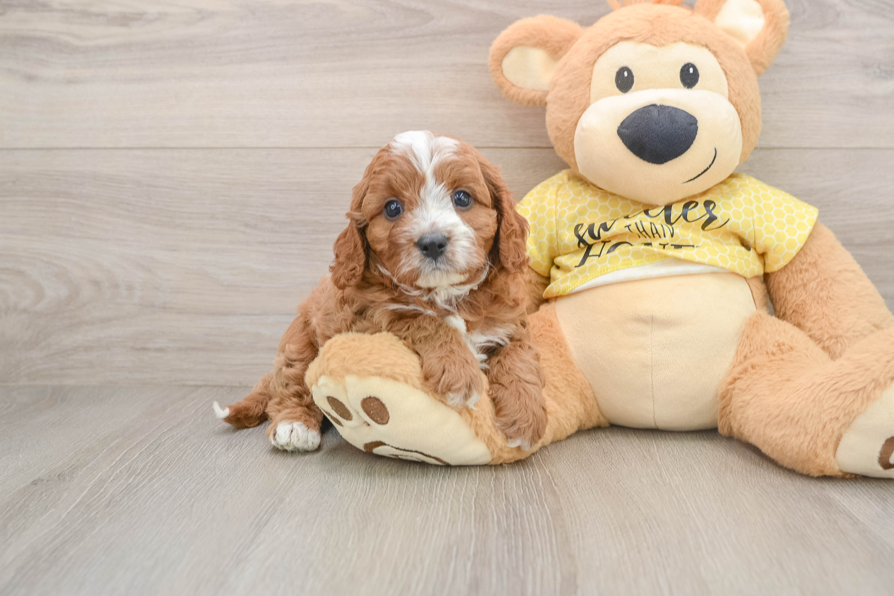 Small Cavapoo Baby