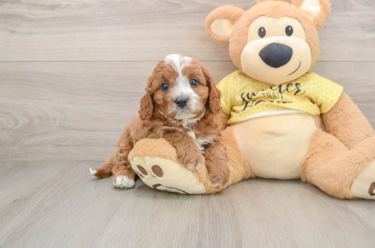 Small Cavapoo Baby