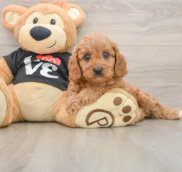 9 week old Cavapoo Puppy For Sale - Premier Pups