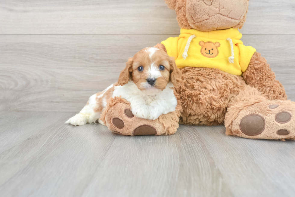 Hypoallergenic Cavoodle Poodle Mix Puppy