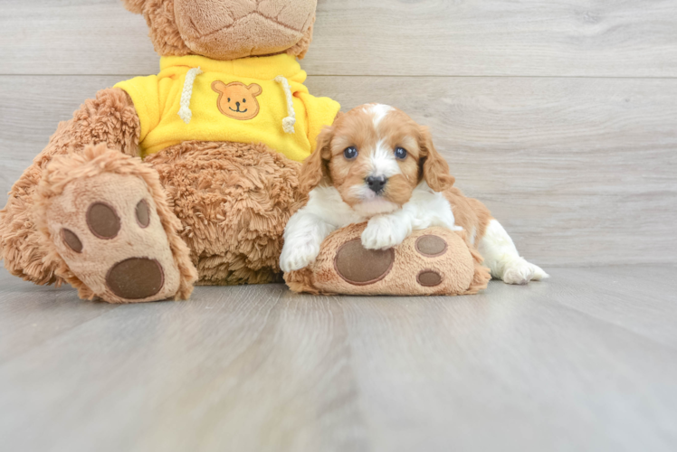 Fluffy Cavapoo Poodle Mix Pup