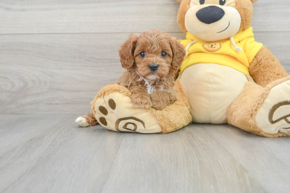 Cavapoo Puppy for Adoption