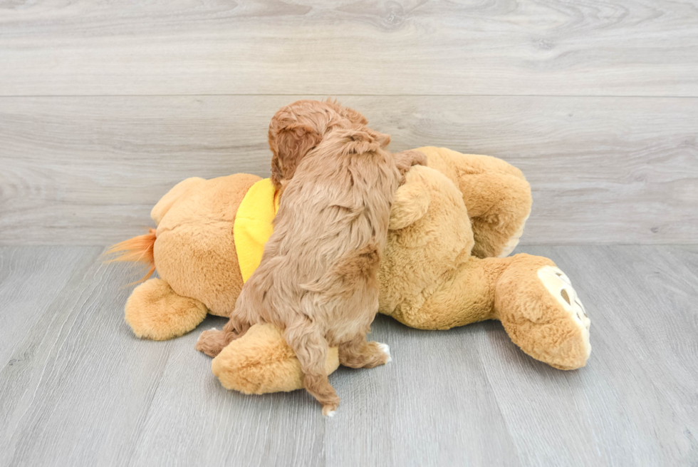 Cavapoo Pup Being Cute