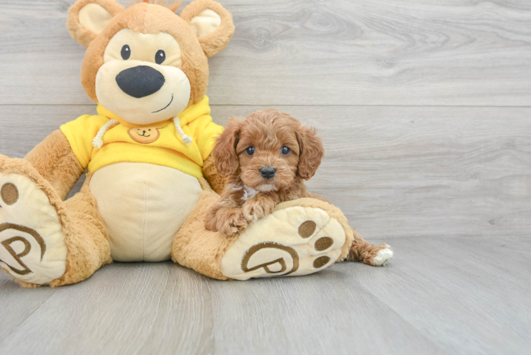 Best Cavapoo Baby
