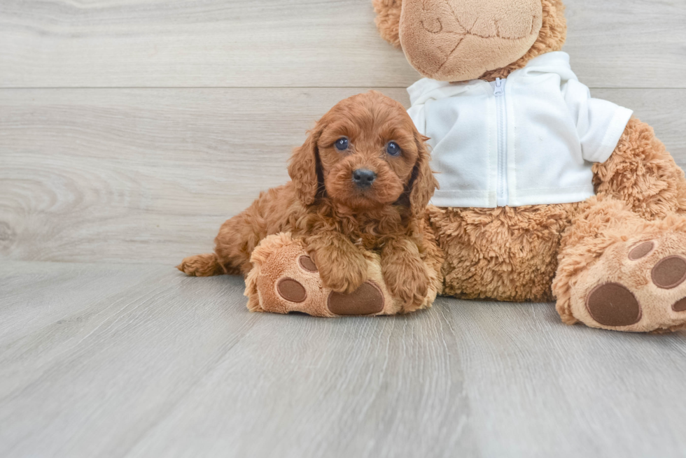 Cavapoo Pup Being Cute