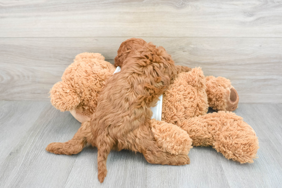 Energetic Cavoodle Poodle Mix Puppy