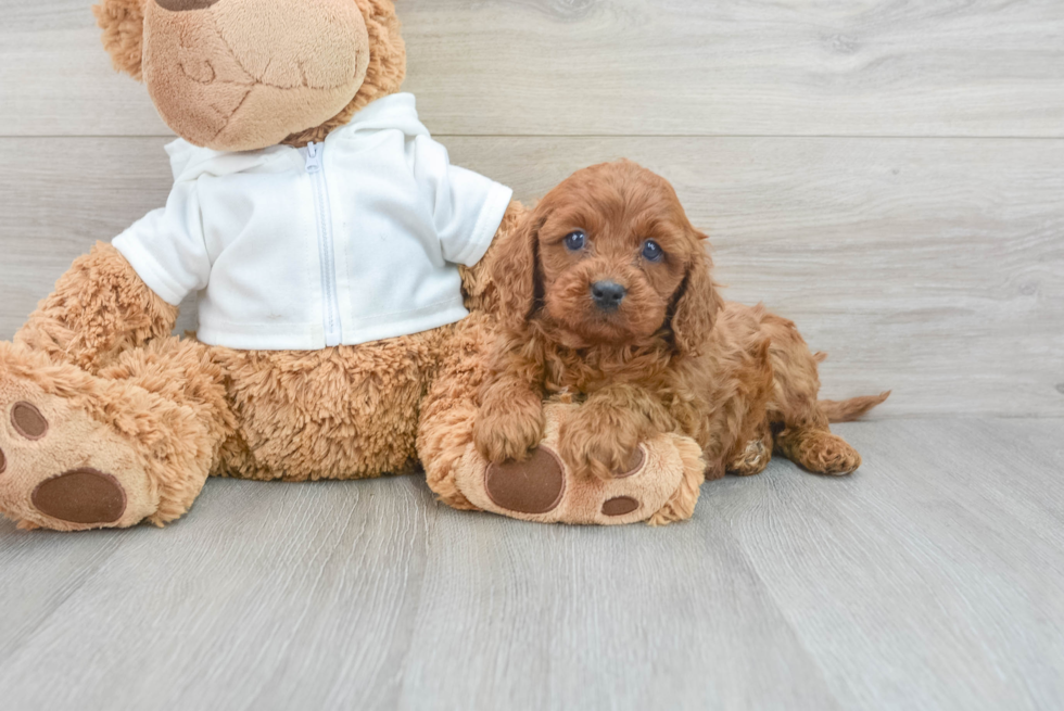 Cavapoo Puppy for Adoption