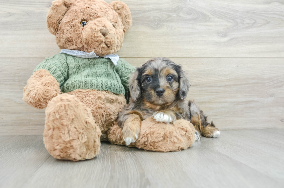 6 week old Cavapoo Puppy For Sale - Premier Pups