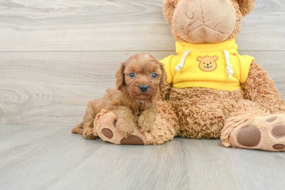 Happy Cavapoo Baby